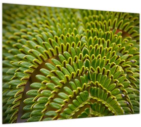 Tablou - Fern (70x50 cm)