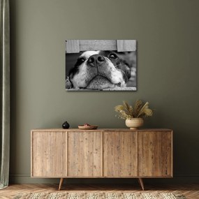 Tablou cu câine (70x50 cm)
