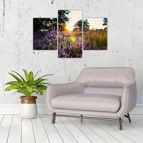 Tablou - Câmp cu lavandă (90x60 cm)