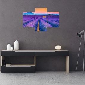 Tablou - Câmp de levănțica (90x60 cm)