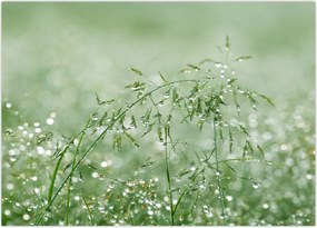 Tablou - Trandafir în iarbâ (70x50 cm)