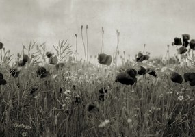 Tapet Poppy Field, Vintage, Rebel Walls