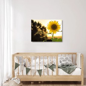 Tablou pe sticlă cu floarea soarelui (70x50 cm)