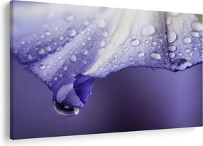 Tablou - Petală cu picături (90x60 cm)