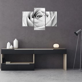 Tablou - Detailu de floare de trandafir (90x60 cm)