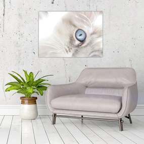Tablou pe sticlă - Pisica cu ochi albaștri (70x50 cm)