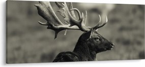 Tablou - Cerb (120x50 cm)