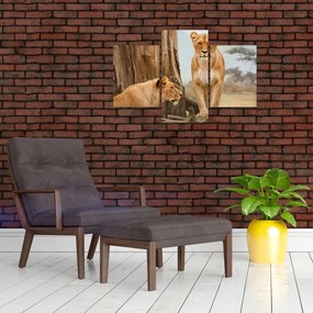 Tablou - două leoaice (90x60 cm)