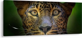 Tablou - Portretul leoparduslui, Sri Lanka (120x50 cm)