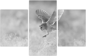 Tablou - Bufniță,alb-negru (90x60 cm)