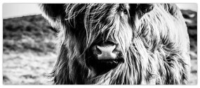 Tablou - Highland - vacă scoțiană (120x50 cm)