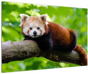 Tablou cu panda roșie (90x60 cm)
