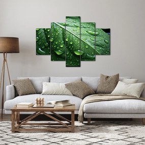 Tablou - Detaliu de frunze după ploaie (150x105 cm)