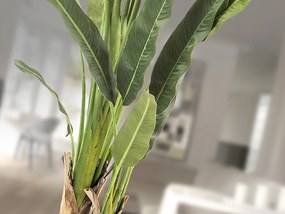 Planta artificiala decorativa Palma viajero, H240