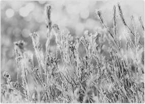 Tablou pe sticlă - Iarna rece (70x50 cm)