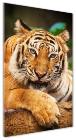 Tablou pe sticlă acrilică Tigru bengalez