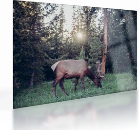 Tablou pe sticlă - Elan în poiană (70x50 cm)