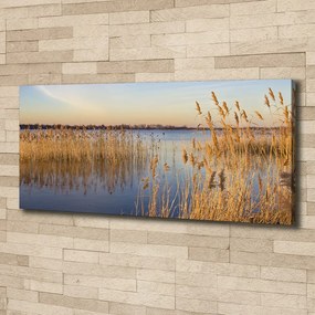 Print pe canvas Apă stuf