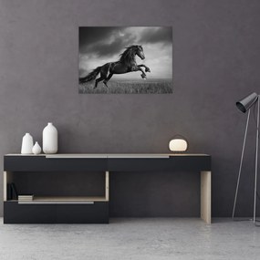 Tablou - Cal alb și negru (70x50 cm)