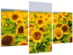 Tablou - Floarea-soarelui (90x60 cm)