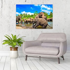 Tablou - Elefanți, Sri Lanka (90x60 cm)