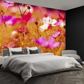 Fototapet Cosmos Flower