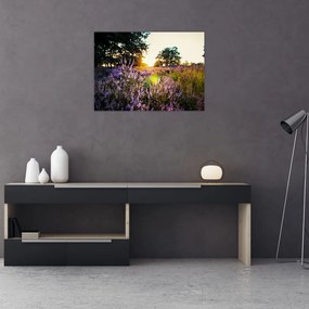 Tablou pe sticlă - Câmp cu lavandă (70x50 cm)
