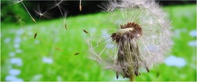 Tablou cu păpădie (120x50 cm)