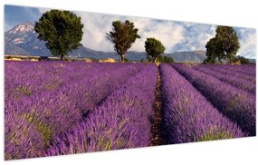 Tablou - câmp de lavandă și munți (120x50 cm)
