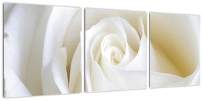 Tablou - trandafiri albi