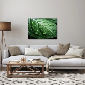 Tablou - Detaliu de frunze după ploaie (70x50 cm)