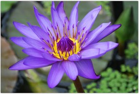 Tablou - Floare violet (90x60 cm)