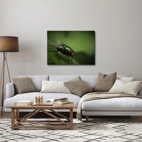 Tablou - Musca (70x50 cm)