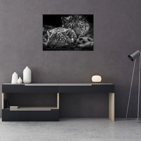 Tablou pe sticlă - Gheparzi care se odihnesc (70x50 cm)
