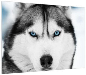 Tablou cu câine Husky (70x50 cm), în 40 de alte dimensiuni noi