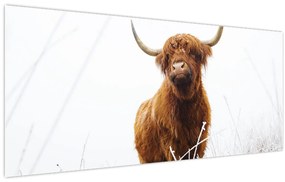 Tablou - Vacă scoțiană (120x50 cm)