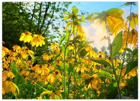 Tablou pe sticlă - Flori galbene (70x50 cm)