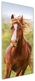 Tablou din Sticlă Un cal în galop