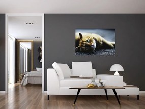 Tablou cu pisica (90x60 cm)