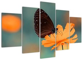 Tablou - fluture pe o floare portocalie (150x105 cm)