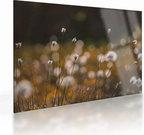 Tablou pe sticlă - Pajiște cu iarbă de cozonac N⁰2 (70x50 cm)