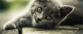 Tablou cu pisicuța (120x50 cm)