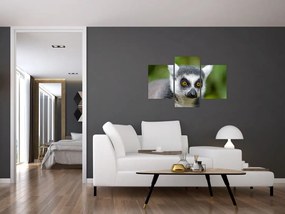 Tablou cu lemur (90x60 cm)