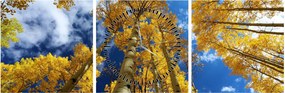Tablou - Aspen (cu ceas) (90x30 cm)
