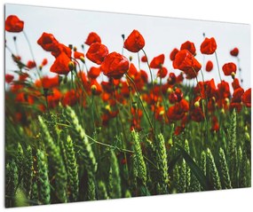 Tablou - Maci în vânt (90x60 cm)