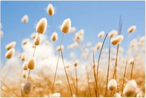 Tablou - Câmp de aur (90x60 cm)