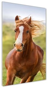Tablou din Sticlă Un cal în galop
