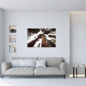 Tablou - Privire prin vârfurile copacilor (90x60 cm)