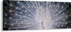 Tablou - Păun alb (120x50 cm)