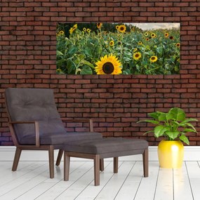 Tablou - Câmpul de floarea-soarelui II. (120x50 cm)